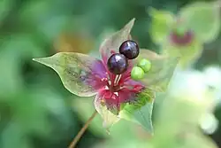 Medeola virginiana Linné. — Indian cucumber-root.