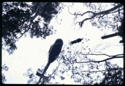 PFC. Guffy Being Evacuated from Hill 497.