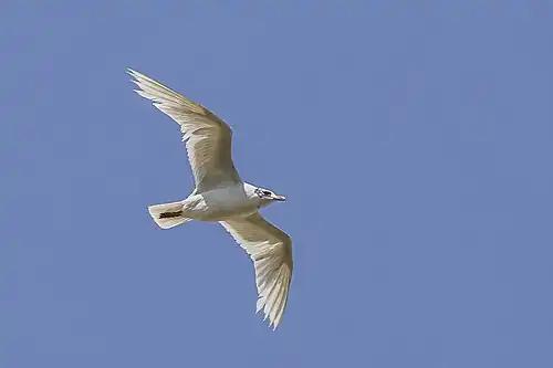 non-breeding plumage, Romania