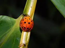 Megalocaria dilatata