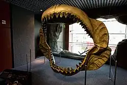 Reconstructed jaws of megalodon (Otodus megalodon)