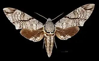 Male M. a. sumatranus, dorsal view