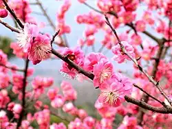 Plum blossoms