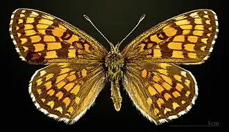 Female