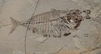 †Mene oblonga from Monte Bolca