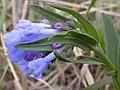 Oblongleaf bluebells (Mertensia oblongifolia)