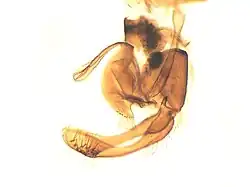 Micropterix islamella, male genitalia