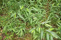 At Congaree National Park, South Carolina, United States