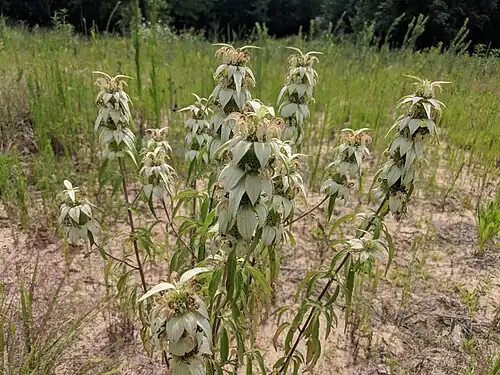 M. punctata from Kent Park, Iowa. Found in a sandy section of soil on a hill.