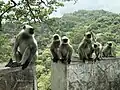 Monkeys near Mount Abu, Rajasthan, India