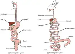 Illustration of human and rabbit cecum