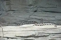 Ottoman viper shows typical non-reflective appearance of reptiles with keeled scales.