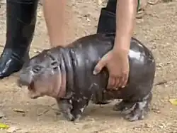 Moo Deng, a baby pygmy hippopotamus, screaming as a zoo keeper in Khao Kheow Zoo is picking her up