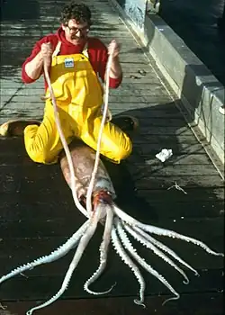 A robust clubhook squid, whose mantle reaches 2&nbsp;m (6&nbsp;ft 7&nbsp;in) in length, caught off Alaska