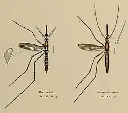 Coloured drawing of two mosquitoes displayed as scientific specimens