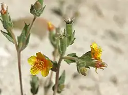 A small flower with five radially symmetrical yellow petals, more orange towards the base. In the center many, thin, hairlike stamens tipped with bright yellow pollen. One is face on towards the left and one is side on to the right showing the green tapered cylinder under the flower. Several others have lost their petals and have just the remains of five short sepals at the top. All are covered in a dusting of short hairs. The stems are reddish and branch towards the top to hold several flowers, buds, or developing seed capsules.