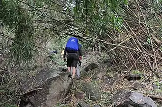 Mountaineers trekking through the forest near the beginning of the hike
