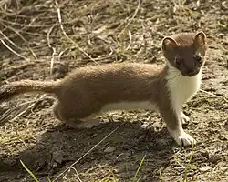 Stoat
