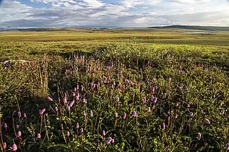 View of tundra in the summer from Dalton Highway, North Slope Borough, Alaska
