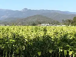 View from Myrtleford to Mount Buffalo National Park.