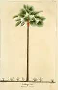 Plate 30 from The North American Sylva showing Riché's painting of the Sabal palmetto, originally known as the cabbage tree (Chamærops palmetto).