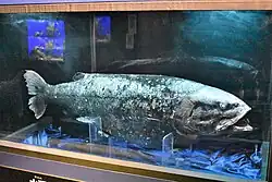 The Yokozuna slickhead is the largest known bathypelagic bony fish, at over 250 centimeters (8.2 ft) in length.[57]