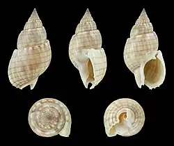 Nassarius (Alectrion) glans glans