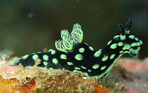 Image 17 Nembrotha cristata Photograph: Steve Childs Nembrotha cristata is a colourful species of sea slug. This nudibranch, a marine gastropod in the family Polyceridae, lives on rocks or coral reefs in the tropical Indo-West Pacific Ocean. This species of sea slug is black with green markings. Adults reach lengths of around 50 mm. More selected pictures