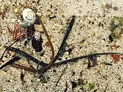 Nerophis lumbriciformis