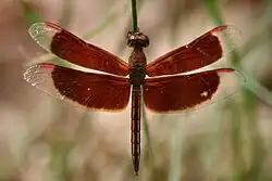 Male