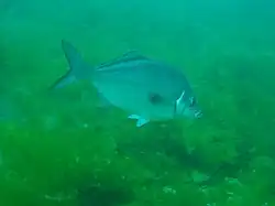 A photograph showing a blue moki from New Zealand.