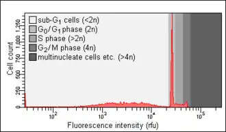 Apoptotic cells one day after apoptosis induction. Note the presence of a sub-G0/G1 peak.