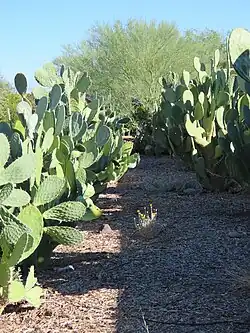 Nopal varieties at Mission Garden