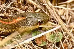 Northwestern Garter Snake