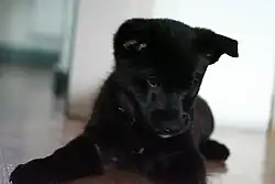 A black puppy laying down on floor facing camera but looking down