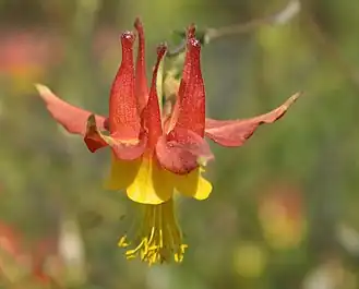 Aquilegia at Nez Perce National Historic Trail