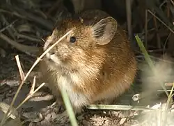 Photo of a pika from the front among grasses
