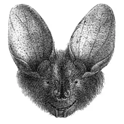 Drawing of bat head