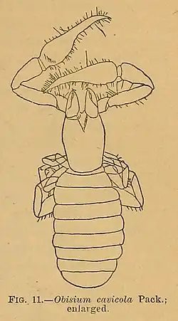 The image shows a chitrella cavicola. It has a long body, curled legs and scorpion-like pedipalps.