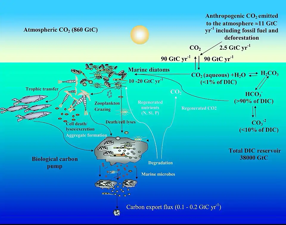 Ocean carbon cycle and diatom carbon dioxide concentration mechanisms