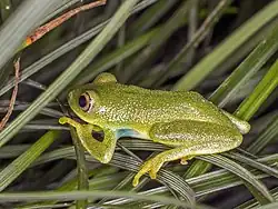 Oceanic tree frog