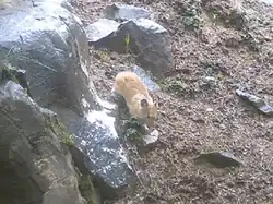 Overhead photo of a light brown pika near rock formations