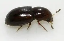 Octotemnus glabriculus