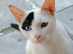 A picture a cat