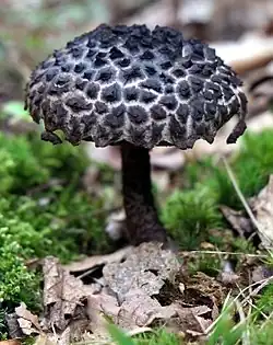 Pennsylvania specimen