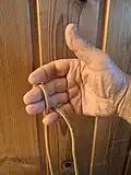1 : a bight hanged behind ring and long finger, bottom end further inn