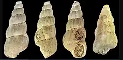 Opalia australis shells