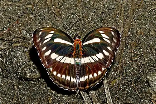 Dorsal view
