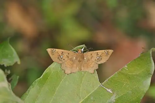Dorsal view