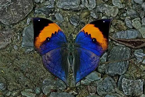 Dorsal view